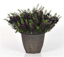 Black Angelonia